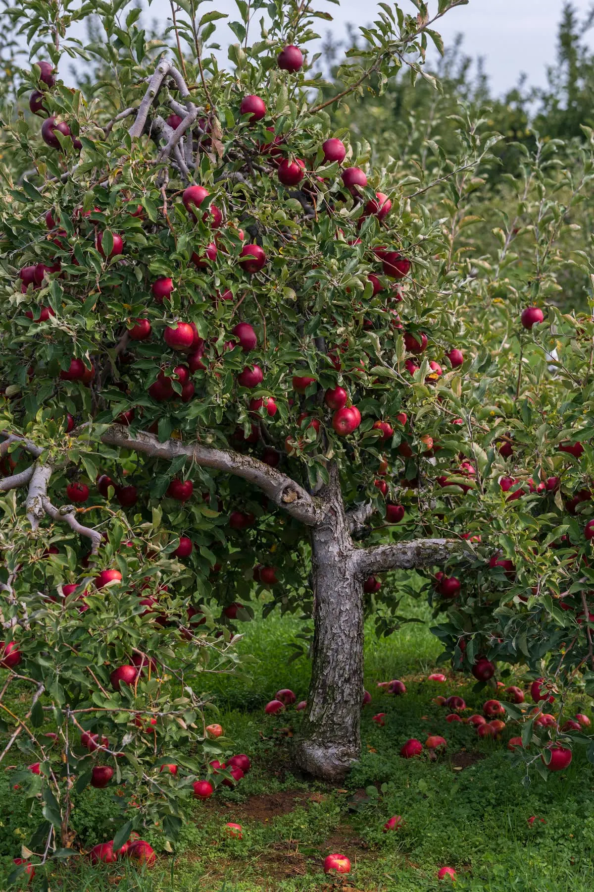 Des pommes rouges sur la branche