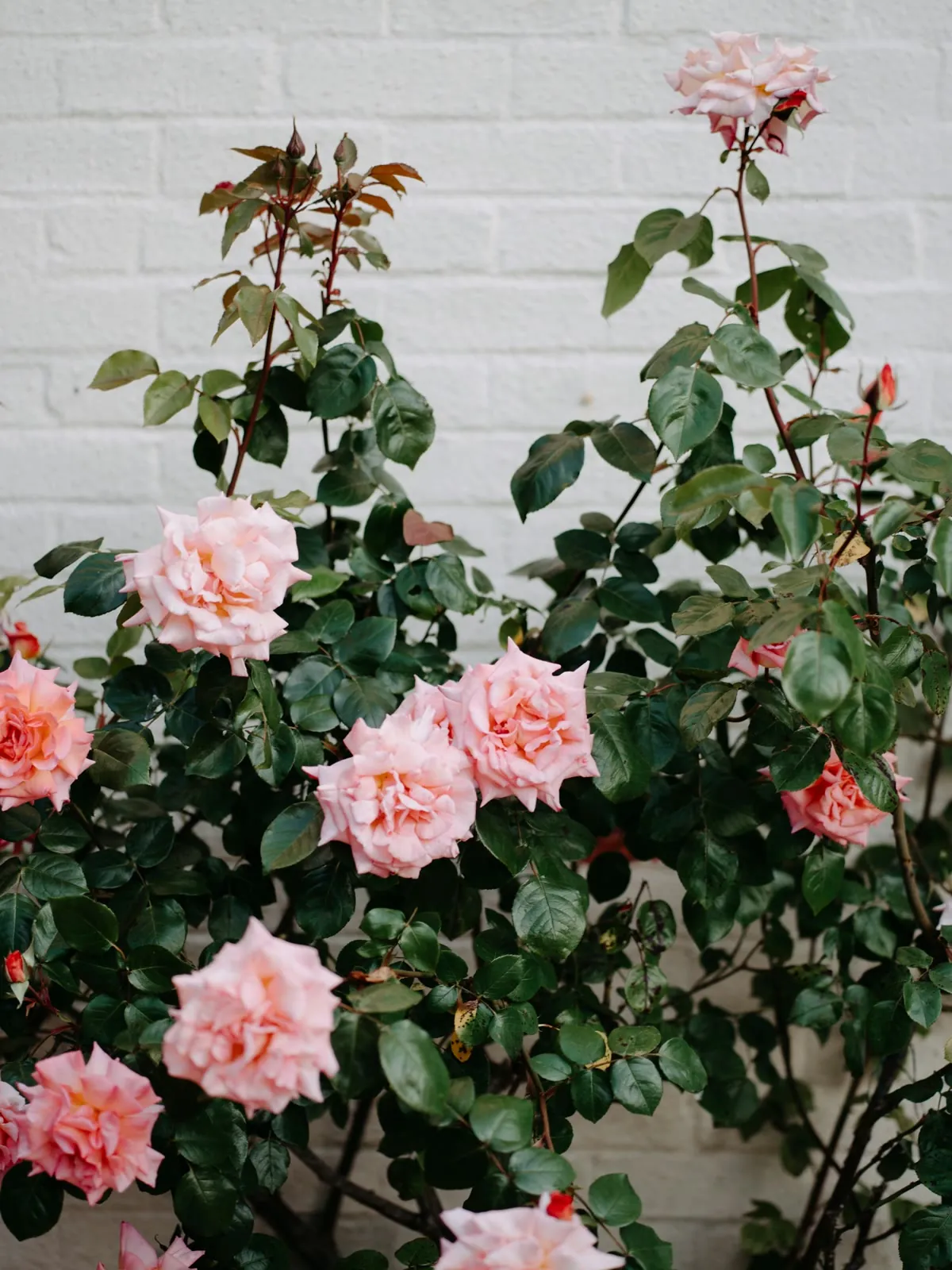Un rosier en fleurs contre un mur blanc